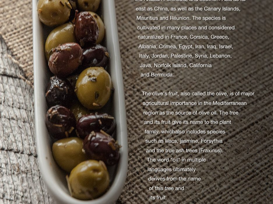 Role: Art Direction | Photography | Layout