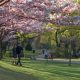 High Park Cherry Blossoms