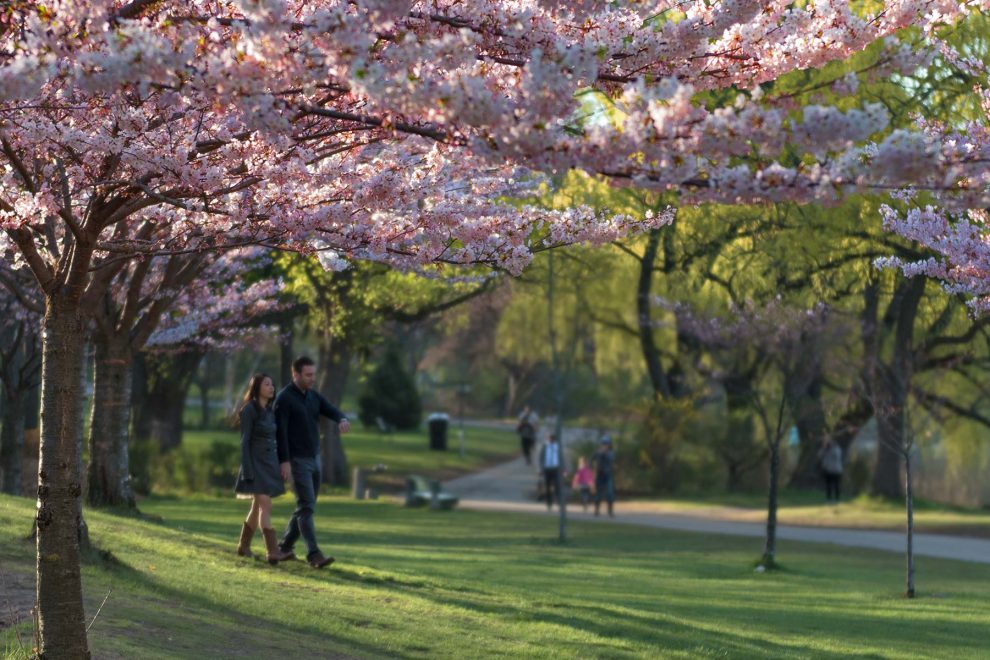 High Park Cherry Blossoms