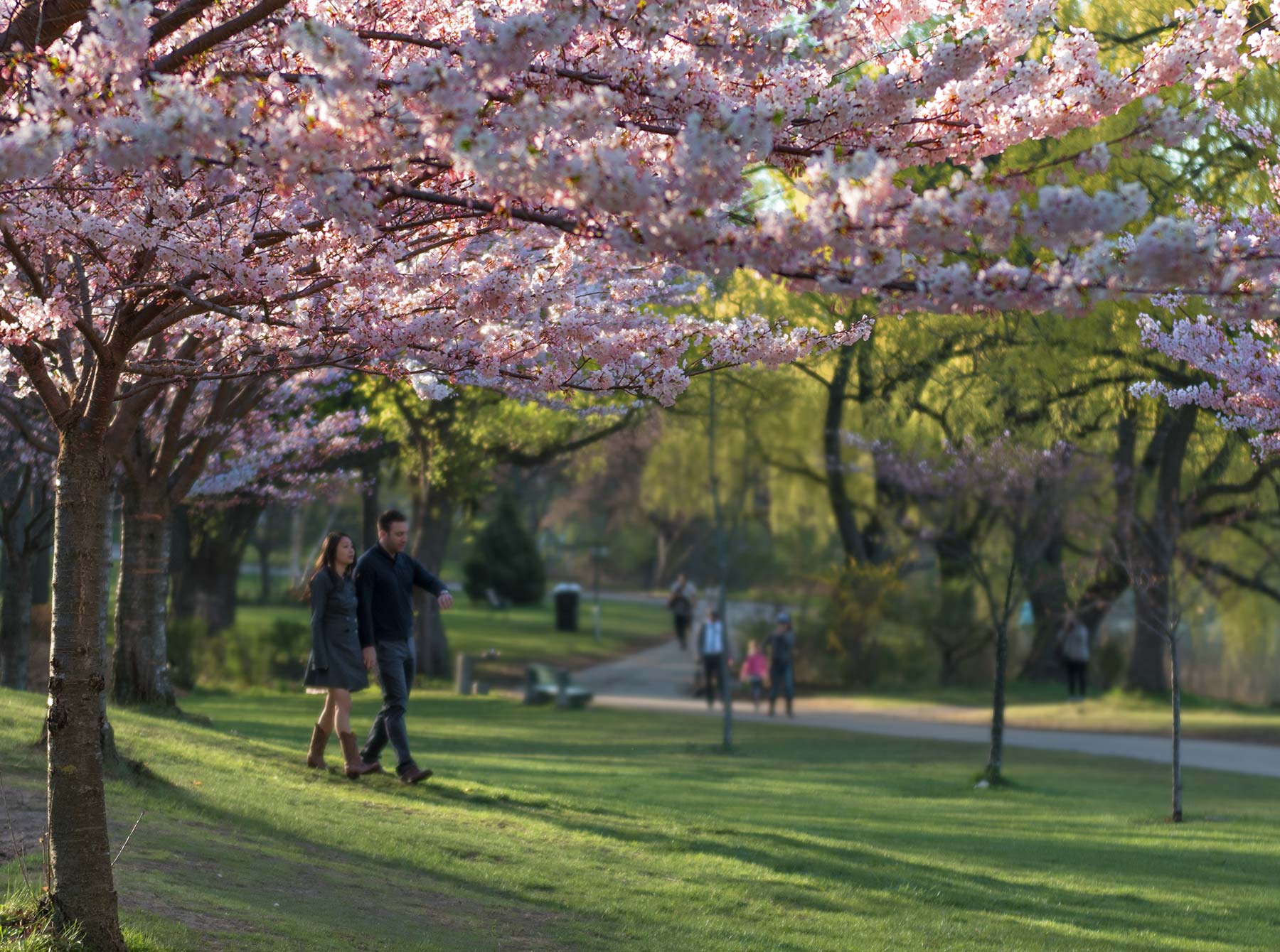 High Park Cherry Blossoms
